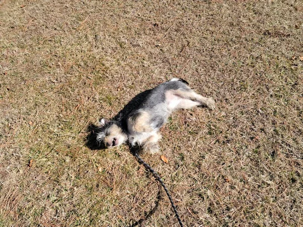 Black White Puppy Dog Leash Rolling Grass Pine Needles — Stock Photo, Image