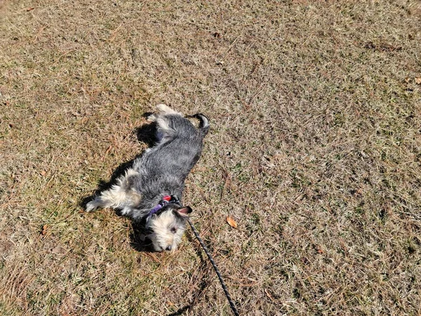 Cachorro Preto Branco Com Coleira Rolando Grama Agulhas Pinho — Fotografia de Stock