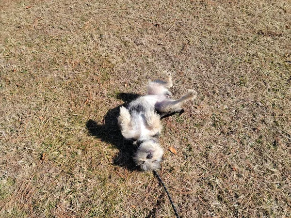 黒と白の子犬の犬で草や松葉を転がし — ストック写真