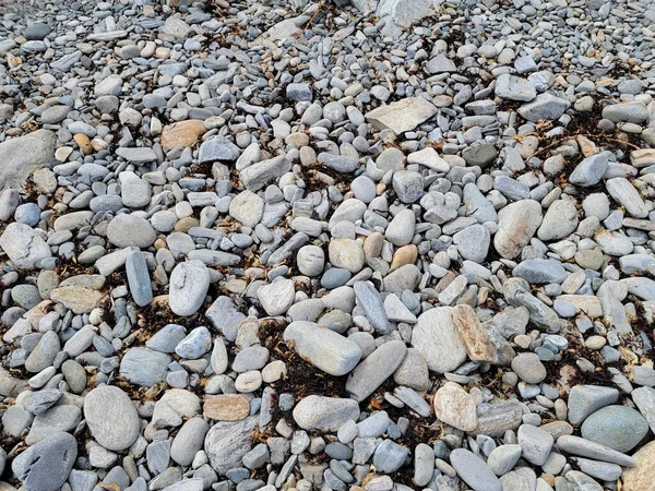 Graue Felsen Oder Steine Mit Getrockneter Kelppflanze Auf Dem Boden — Stockfoto