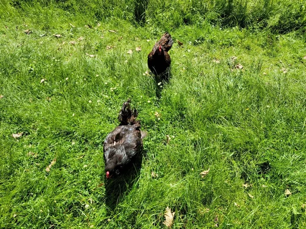 cute brown chicken birds walking on the green grass