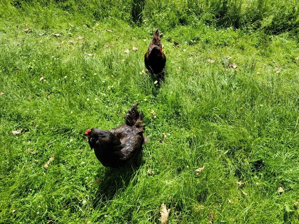 Niedliche Braune Hühnervögel Auf Dem Grünen Gras — Stockfoto