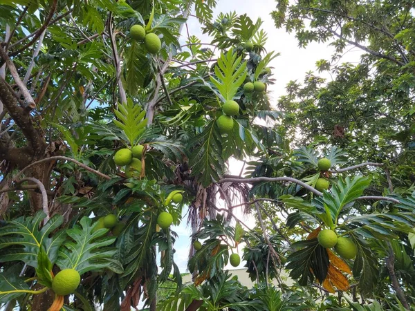 Zelené Chlebovníku Nebo Pana Ovoce Stromě Portoriku — Stock fotografie