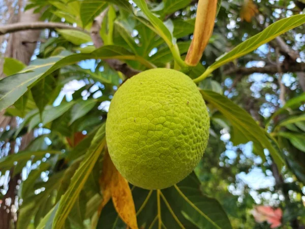 Zielone Owoce Chleba Lub Patelni Drzewie Portoryko Zdjęcia Stockowe bez tantiem
