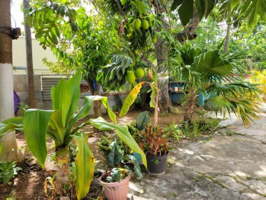 Porto Riko 'daki ağaçta yeşil ekmek meyvesi veya pana meyvesi