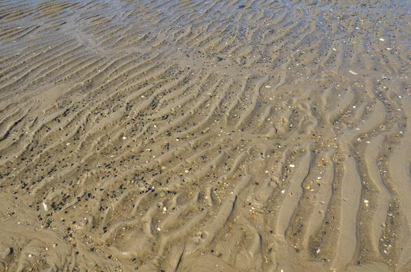 Мокрий Пісок Водою Мушлями Камінням Пляжі Або Узбережжі — стокове фото