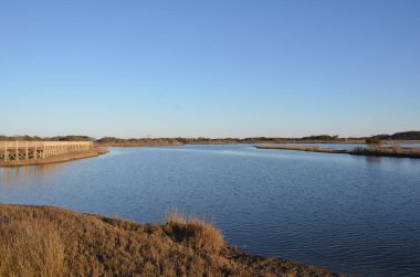 Kahverengi otları, bitkileri ve kıyıları olan bir göl ya da nehir