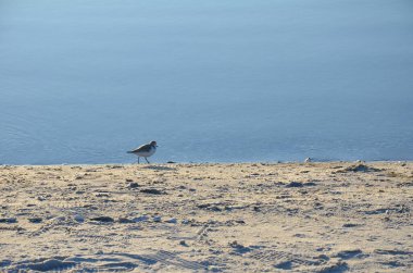 Bir göl veya nehir veya kumlu ve kuşlu bir gölet