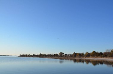 Kahverengi otlu bir göl veya nehir veya bitki ve sahil ve kuş