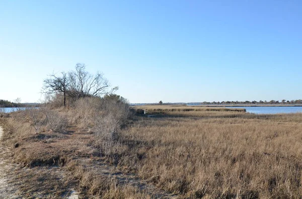 Kahverengi Otları Bitkileri Kıyıları Olan Bir Göl Nehir — Stok fotoğraf