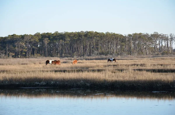 Lake River Brown Grasses Plants Shore Horses — Stock Photo, Image