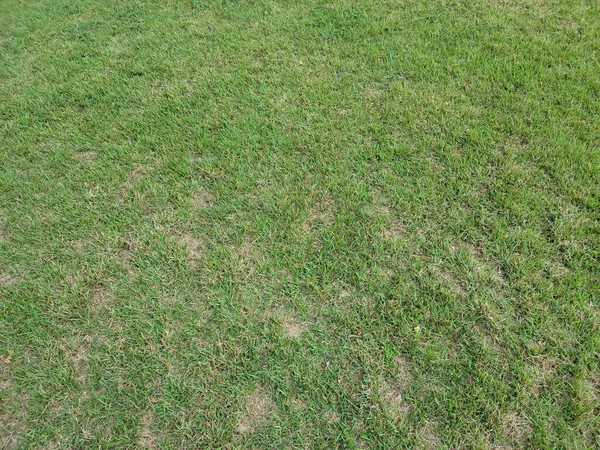 緑の芝生や草の地面に茶色のパッチ屋外 — ストック写真