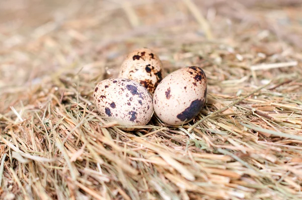 Перепелиные яйца на фоне сена . — стоковое фото