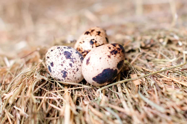 Kwarteleitjes op de achtergrond van hooi. — Stockfoto