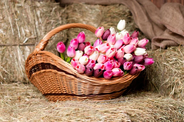 Tulips in the basket on the background of hay. — Stock Photo, Image
