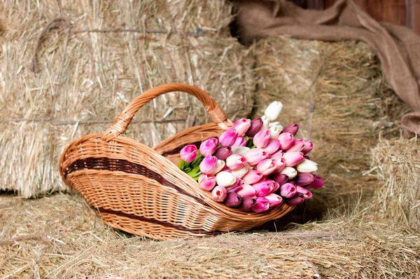 Tulips in the basket on the background of hay. — Stock Photo, Image