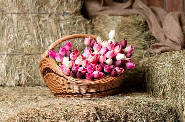 Tulipany w koszu na tle siana. — Zdjęcie stockowe