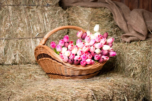 Tulipany w koszu na tle siana. — Zdjęcie stockowe