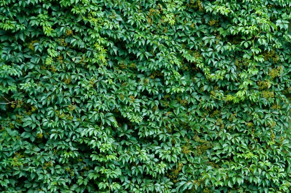 Mur de briques recouvert de feuilles de lierre vert . — Photo