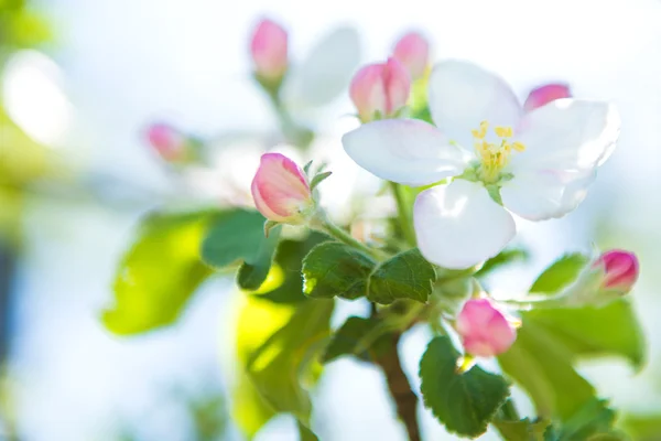 Blossoming apple tree against the sky. — Stock Photo, Image