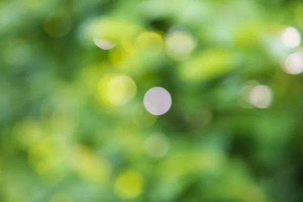 Luzes embaçadas, fundo desfocado verde . — Fotografia de Stock