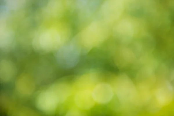Groene natuurlijke bokeh met zonlicht van de zomer. — Stockfoto