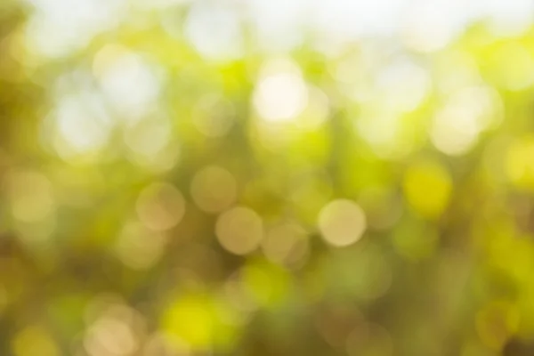 Grön naturliga bokeh med solljus på sommaren. — Stockfoto