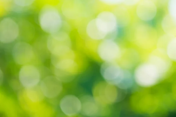 Verde bokeh naturale con la luce del sole dell'estate . — Foto Stock