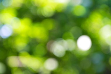 yazın güneş ışığı ile yeşil doğal bokeh.