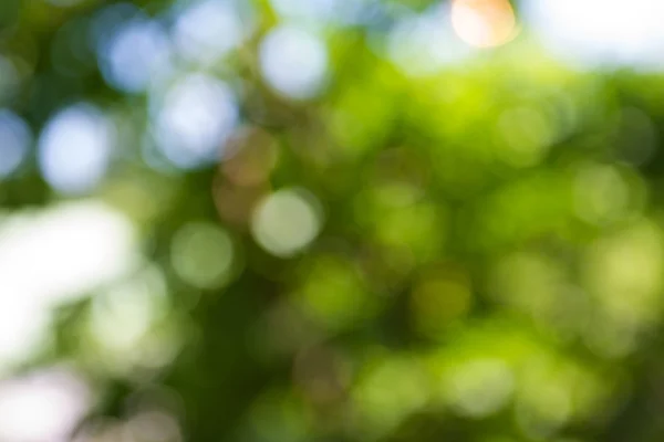 Зеленый натуральный боке с солнечным светом лета . — стоковое фото