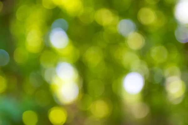 Bokeh verde natural con la luz del sol del verano . —  Fotos de Stock