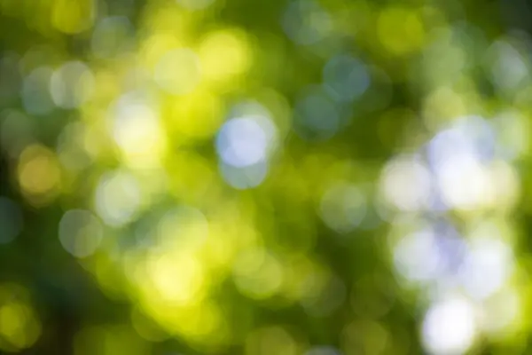 Yazın güneş ışığı ile yeşil doğal bokeh. — Stok fotoğraf