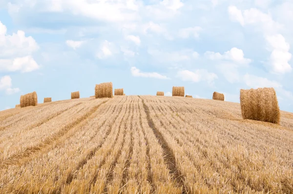 Strohbündel auf dem Feld nach der Ernte. — Stockfoto