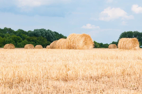 Strohbündel auf dem Feld nach der Ernte. — Stockfoto