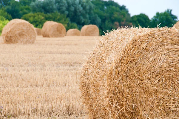 Köteg szalmát, a betakarítás után a mező. — Stock Fotó