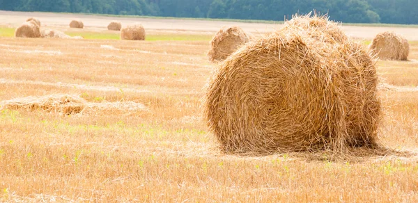 Paquetes de paja en el campo después de la cosecha . —  Fotos de Stock