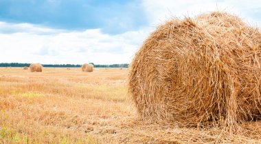 saman hasat sonra sahada demetleri.