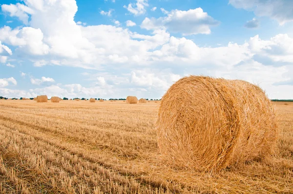 Fasci di paglia in campo dopo il raccolto . — Foto Stock