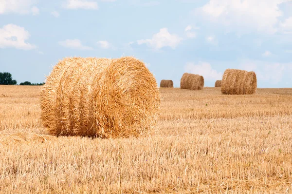 Bundles of straw on the field after harvest. — Stock Photo, Image