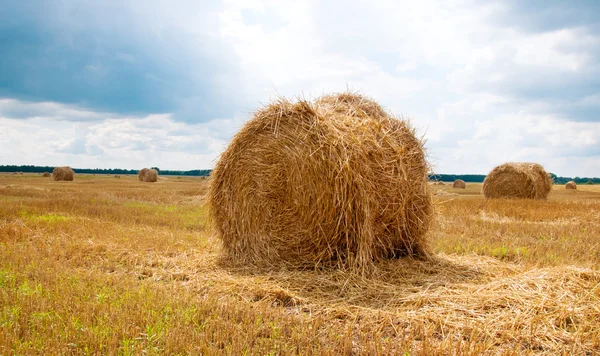 Fasci di paglia in campo dopo il raccolto . — Foto Stock