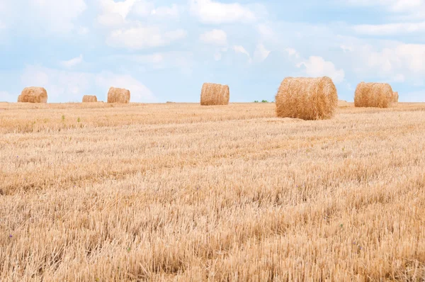 Strohbündel auf dem Feld nach der Ernte. — Stockfoto