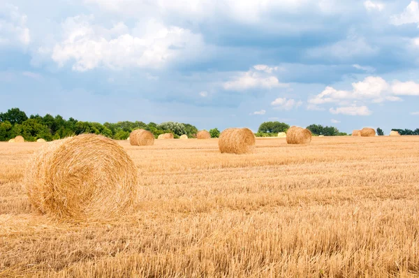 Strohbündel auf dem Feld nach der Ernte. — Stockfoto