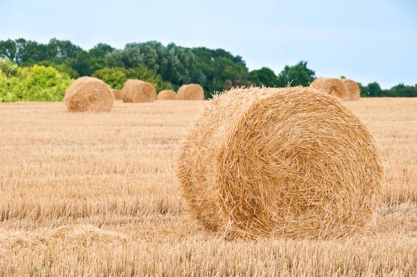 Fasci di paglia in campo dopo il raccolto . — Foto Stock