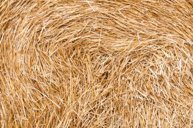 saman hasat sonra sahada demetleri.