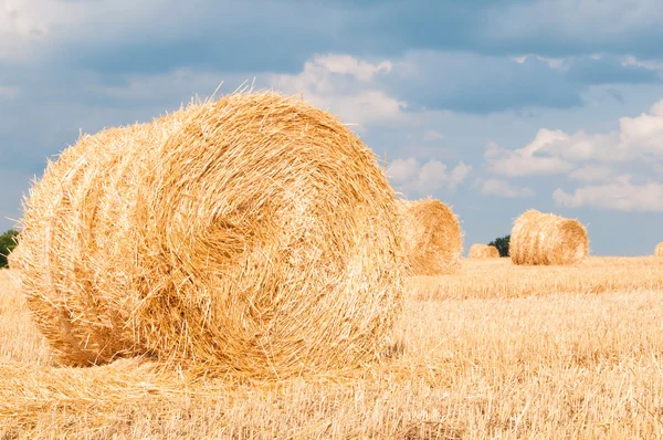 Bundles of straw on the field after harvest. — Stock Photo, Image