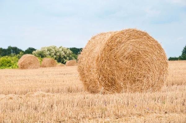 Bundles of straw on the field after harvest. — Stock Photo, Image