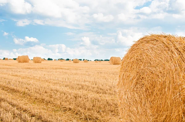 Bundles of straw on the field after harvest. — Stock Photo, Image