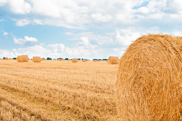 Strohbündel auf dem Feld nach der Ernte. — Stockfoto