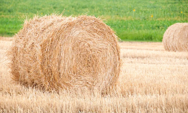 Bundles of straw on the field after harvest. — Stock Photo, Image