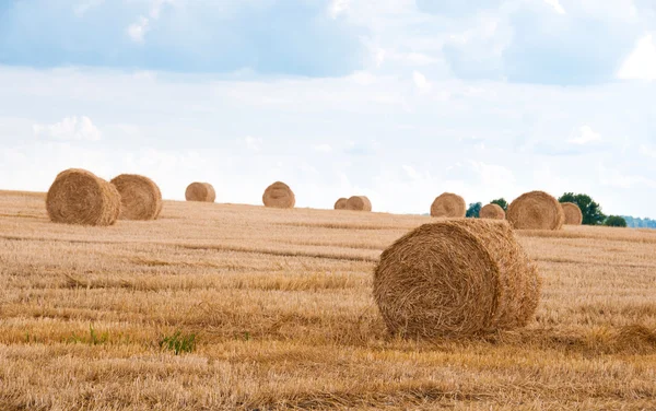 Fasci di paglia in campo dopo il raccolto . — Foto Stock